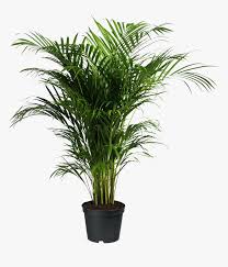 Areca Palm
