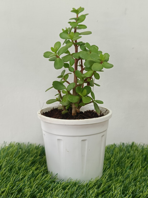 Jade Plant