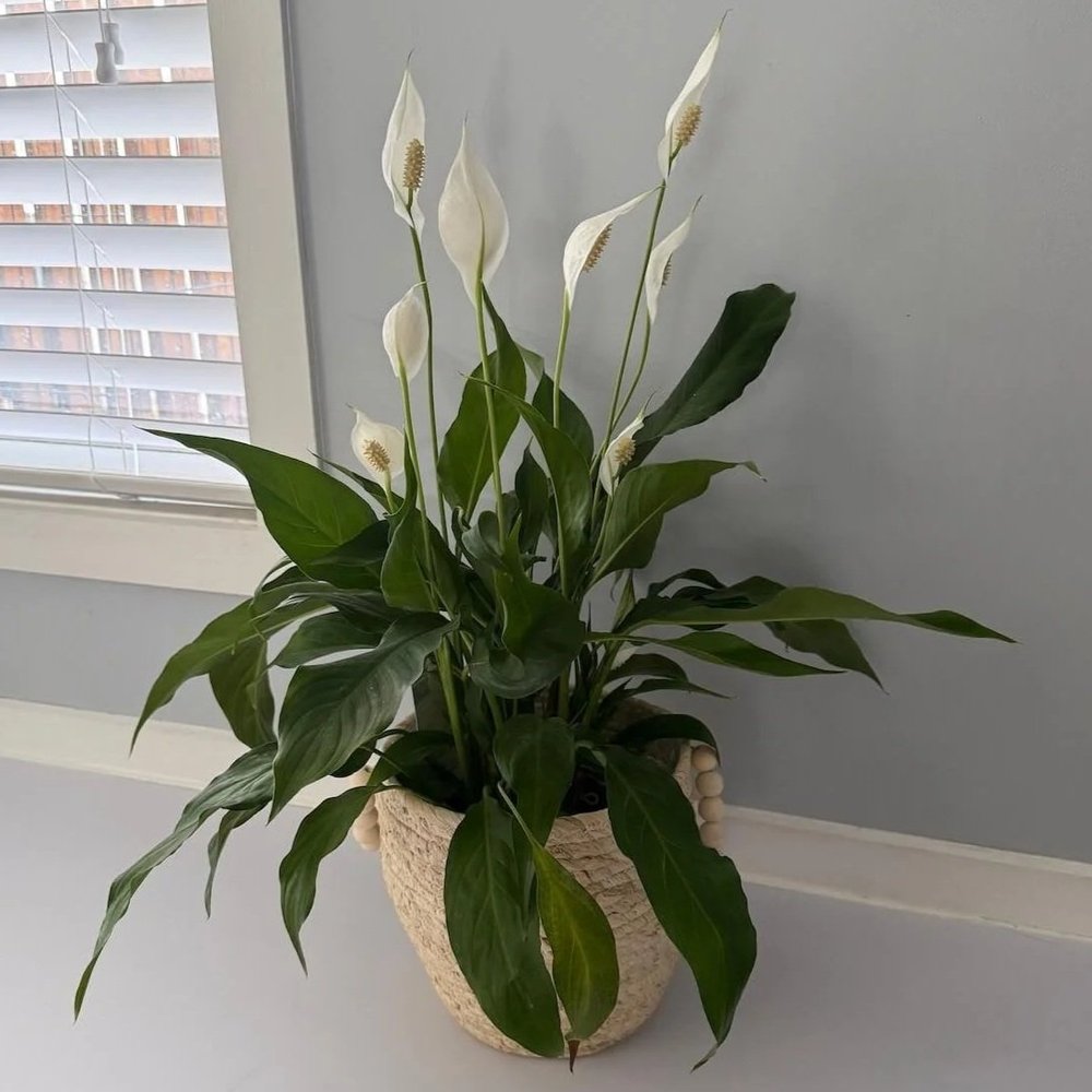 Peace Lily
